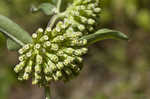 Green comet milkweed